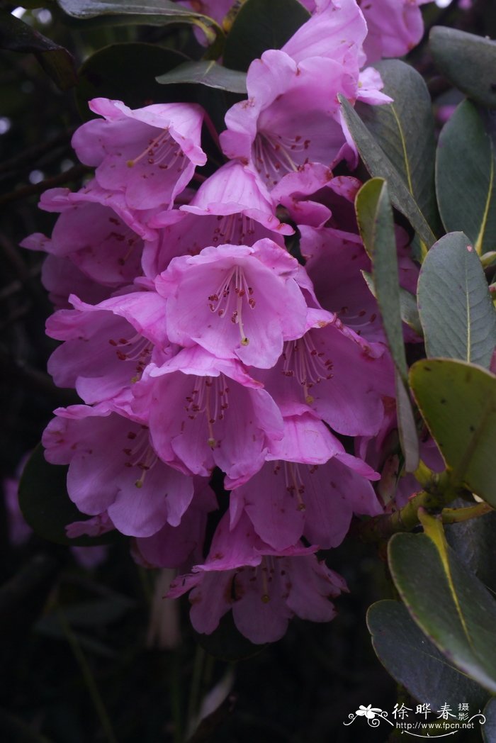 阔柄杜鹃Rhododendron platypodum
