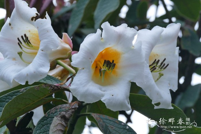 木兰杜鹃Rhododendron nuttallii