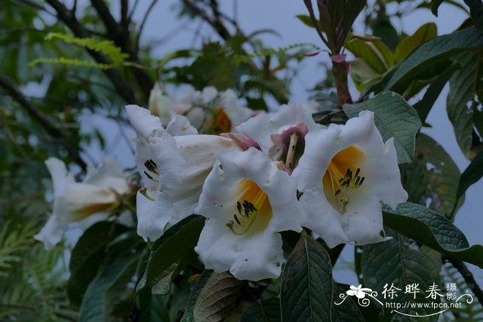 木兰杜鹃Rhododendron nuttallii