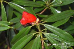 短果峨马杜鹃Rhododendron ochraceum var. brevicarpum