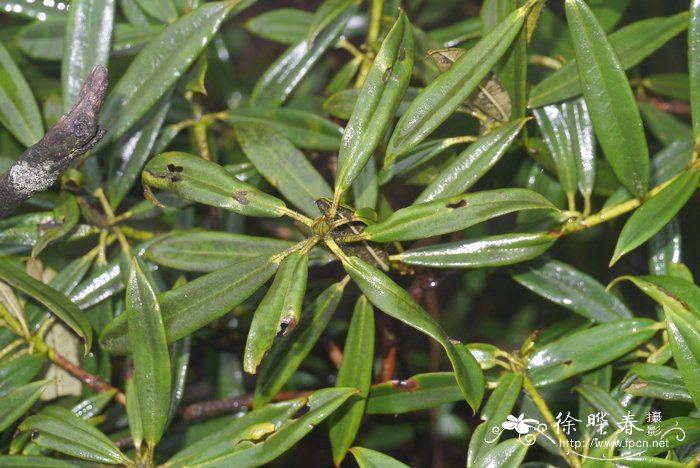 短果峨马杜鹃Rhododendron ochraceum var. brevicarpum