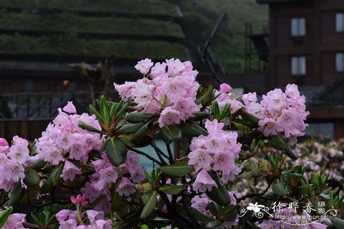 阔柄杜鹃Rhododendron platypodum