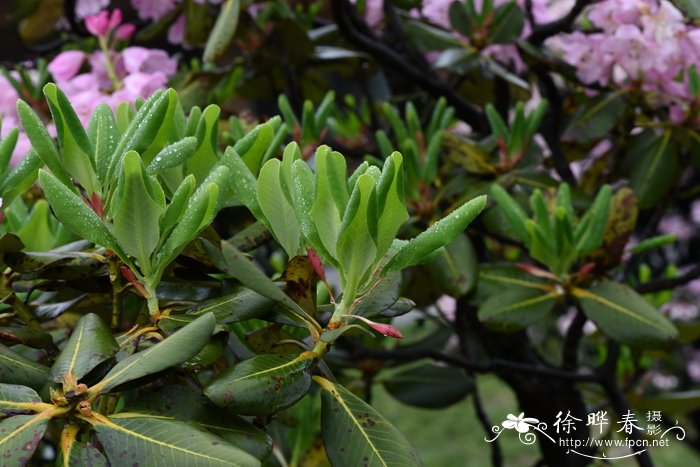 阔柄杜鹃Rhododendron platypodum