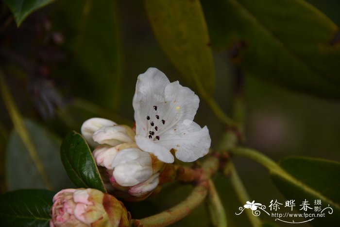 大叶金顶杜鹃rhododendron prattii