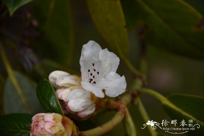 大叶金顶杜鹃Rhododendron prattii