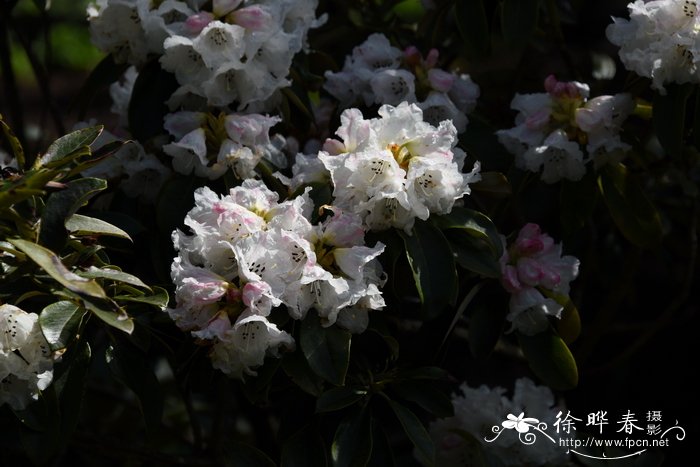 大叶金顶杜鹃Rhododendron prattii