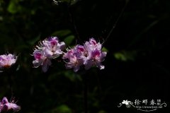 两广杜鹃Rhododendron tsoi