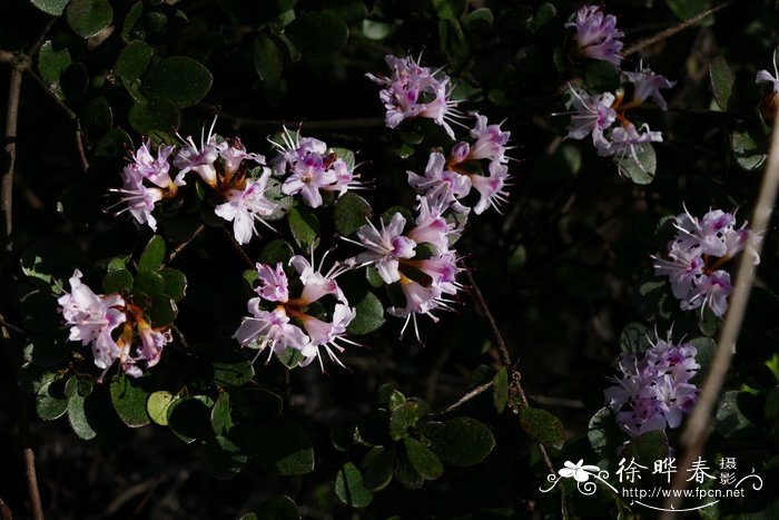 两广杜鹃Rhododendron tsoi