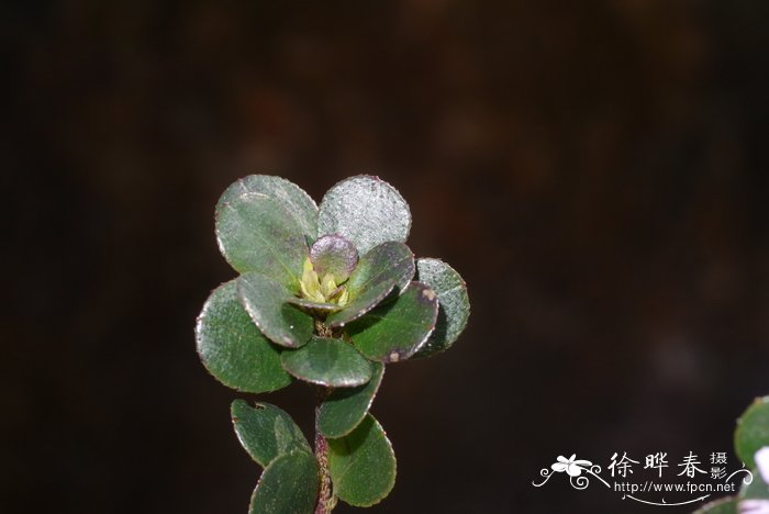 两广杜鹃Rhododendron tsoi