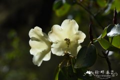 黄杯杜鹃 Rhododendron wardii