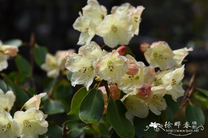 黄杯杜鹃 Rhododendron wardii