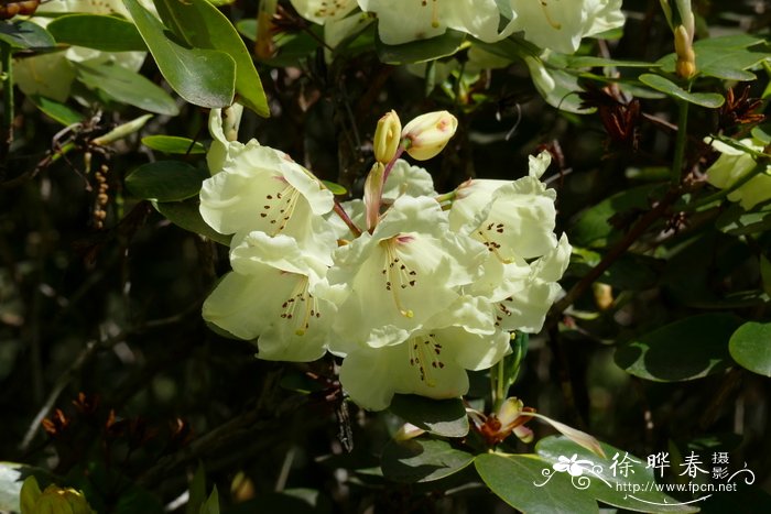 黄杯杜鹃 Rhododendron wardii