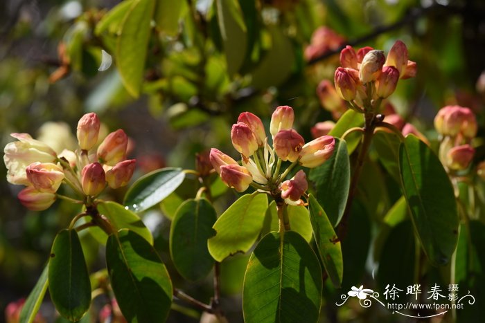 黄杯杜鹃 Rhododendron wardii