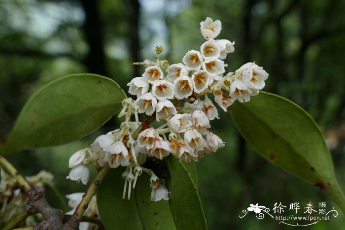 流苏萼越橘 Vaccinium fimbricalyx