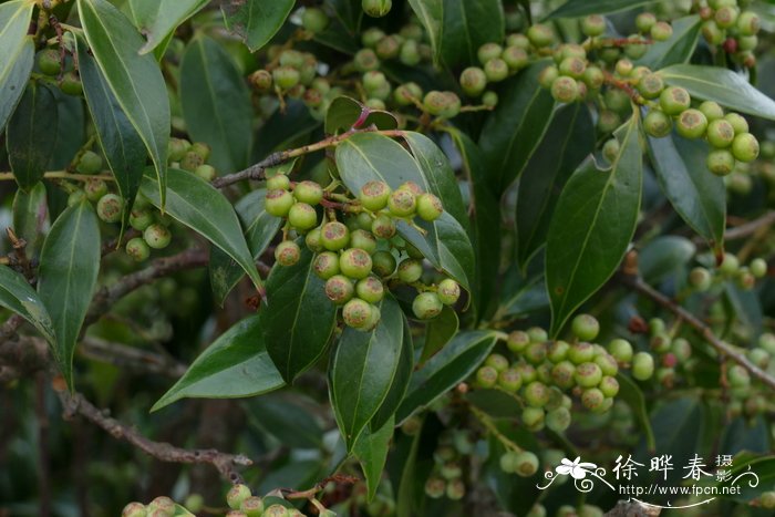 流苏萼越橘 Vaccinium fimbricalyx