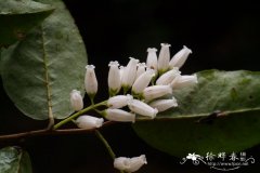 江南越橘Vaccinium mandarinorum