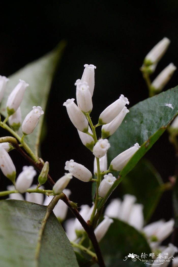 江南越橘Vaccinium mandarinorum