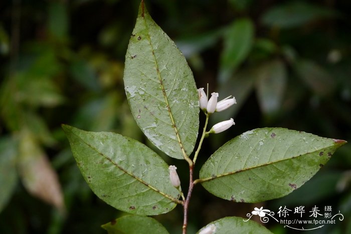 江南越橘Vaccinium mandarinorum