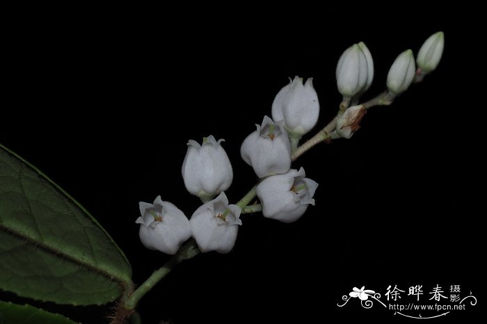 刺毛越橘Vaccinium trichocladum