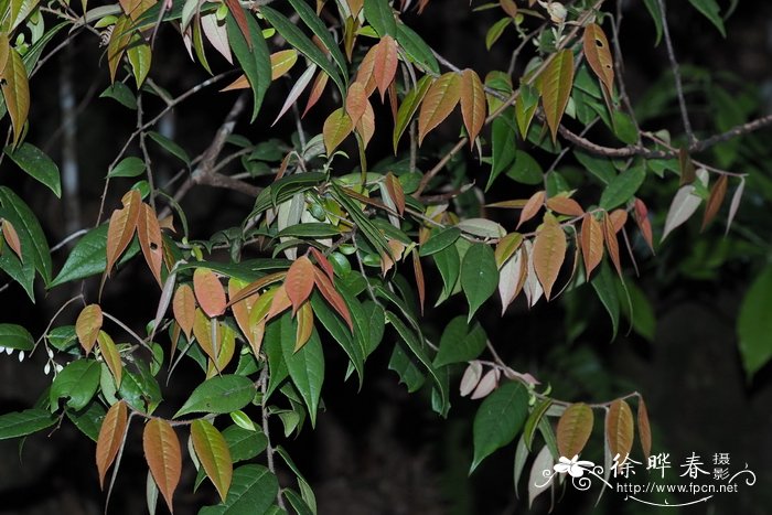 刺毛越橘Vaccinium trichocladum