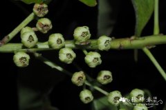 日本杜英Elaeocarpus japonicus