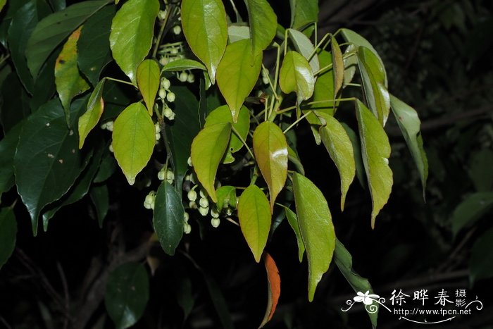 日本杜英Elaeocarpus japonicus