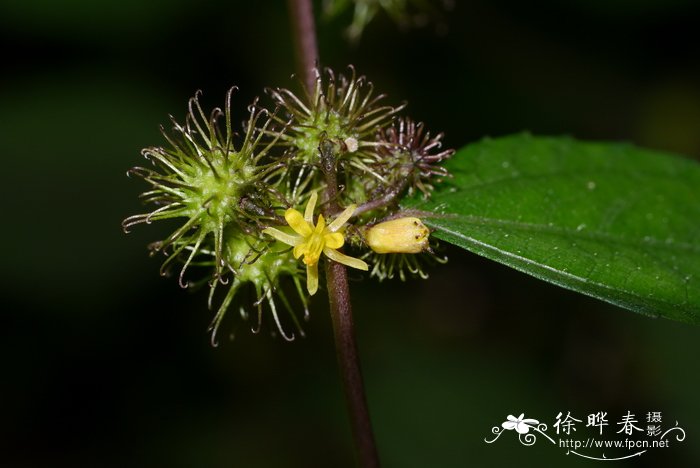 长勾刺蒴麻Triumfetta pilosa