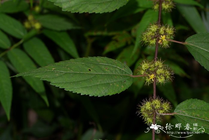 长勾刺蒴麻Triumfetta pilosa