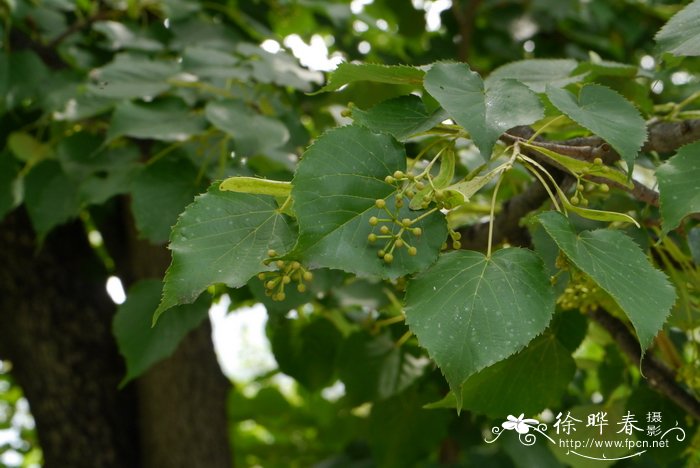 泰山椴 Tilia taishanensis