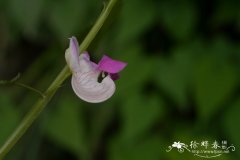 腹唇凤仙花Impatiens gasterocheila