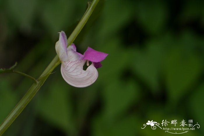 腹唇凤仙花Impatiens gasterocheila