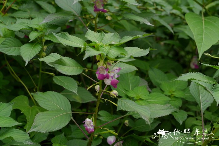 腹唇凤仙花Impatiens gasterocheila