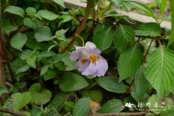 锐齿凤仙花 Impatiens arguta