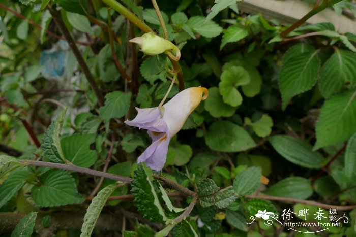 锐齿凤仙花 Impatiens arguta