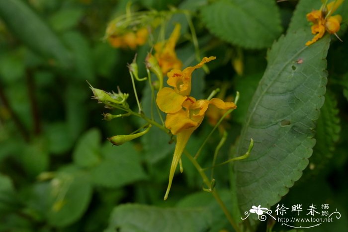  镰萼凤仙花Impatiens drepanophora