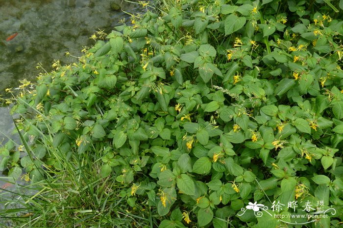  镰萼凤仙花Impatiens drepanophora