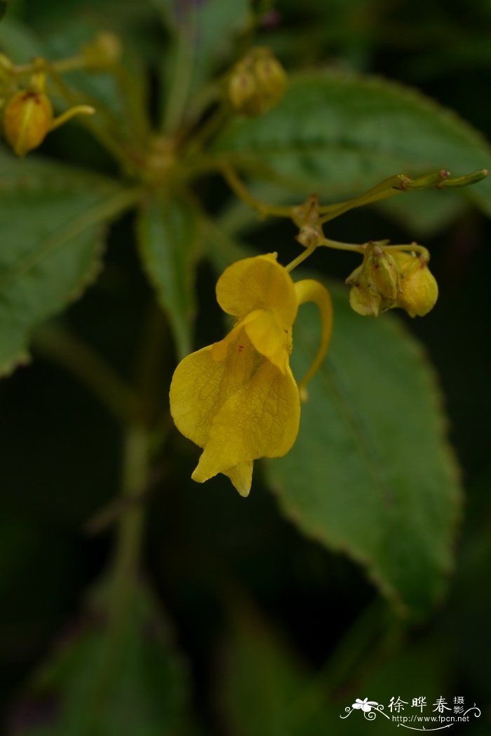 疏花凤仙花Impatiens laxiflora