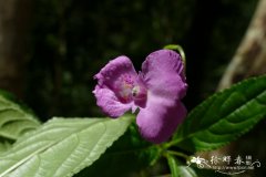 瑶山凤仙花Impatiens macrovexilla var. yaoshanensis