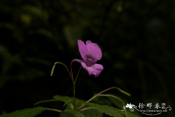 瑶山凤仙花Impatiens macrovexilla var. yaoshanensis