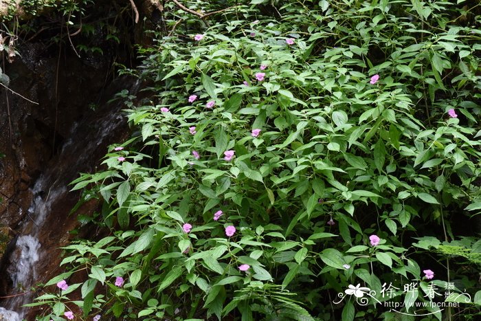 瑶山凤仙花Impatiens macrovexilla var. yaoshanensis