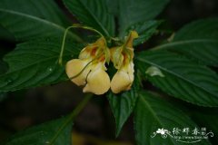 蒙自凤仙花Impatiens mengtszeana