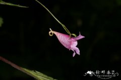 红雉凤仙花Impatiens oxyanthera