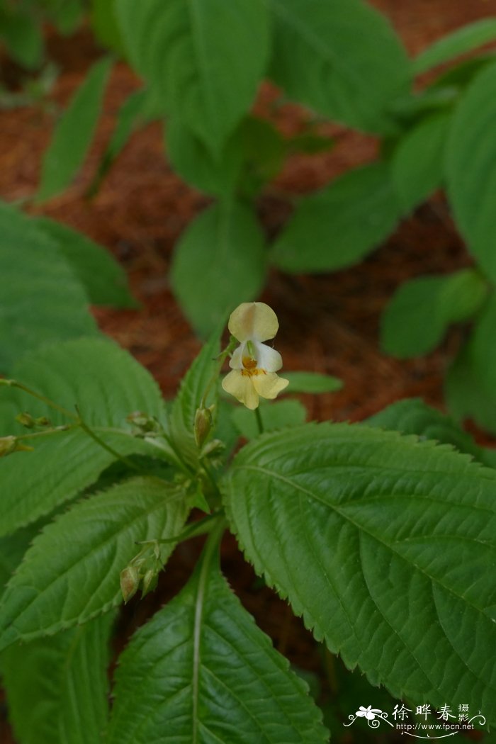 小花凤仙花Impatiens parviflora