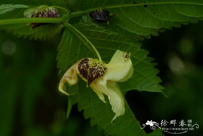 紫萼凤仙花Impatiens platychlaena