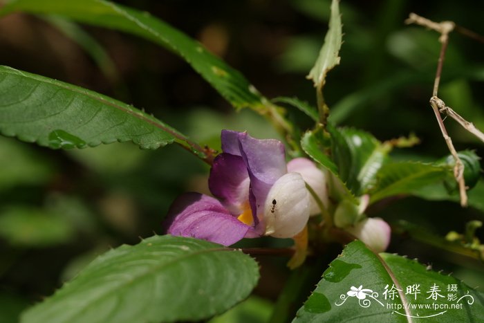 多脉凤仙花Impatiens polyneura