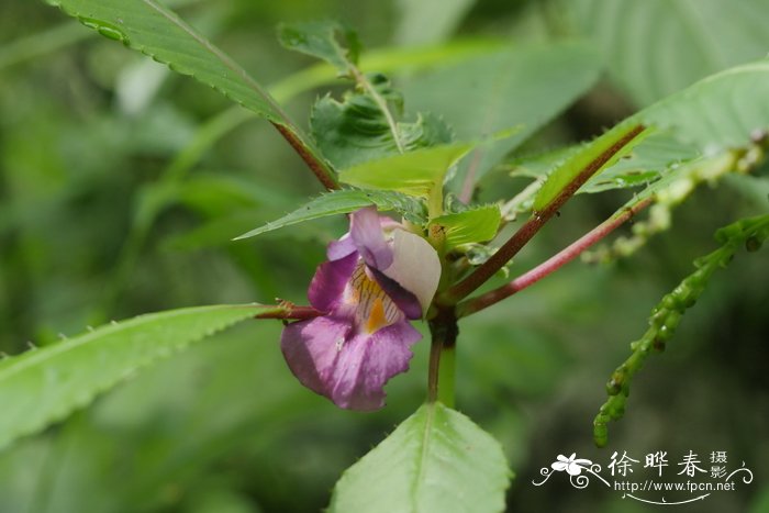 多脉凤仙花Impatiens polyneura