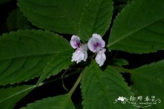 短喙凤仙花Impatiens rostellata