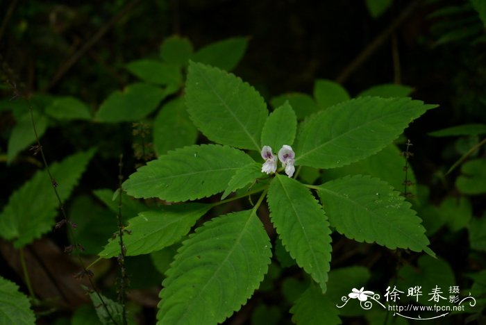 短喙凤仙花Impatiens rostellata