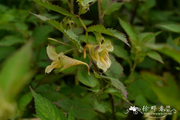 康定凤仙花Impatiens soulieana