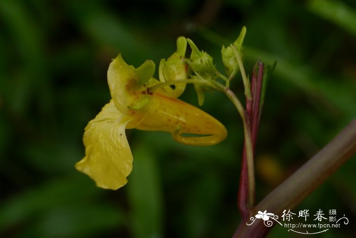 扭萼凤仙花Impatiens tortisepala